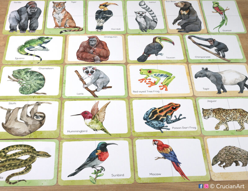 Rainforest animals picture puzzles: red-eyed tree frog, sloth, jaguar, orangutan, loris, toucan, chameleon, chimpanzee, tapir, poison dart frog, hummingbird, macaw, anaconda, sunbird, iguana, gorilla, tiger, hornbill, lemur, sun bear, quetzal, pangolin. Match the puzzle halves printable game for early learning. Tropical animals theme visual discrimination cards for toddler.