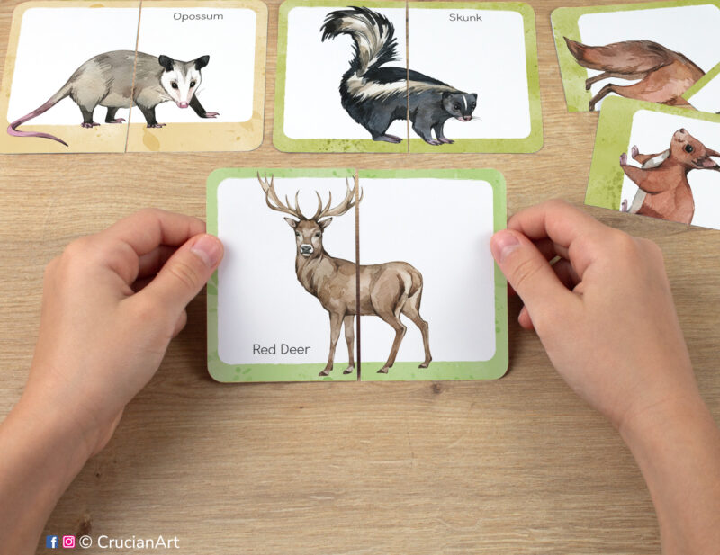 Forest and woodland animals: red deer, skunk, opossum. Kids watercolor picture puzzle in use. Montessori printables for two year olds.
