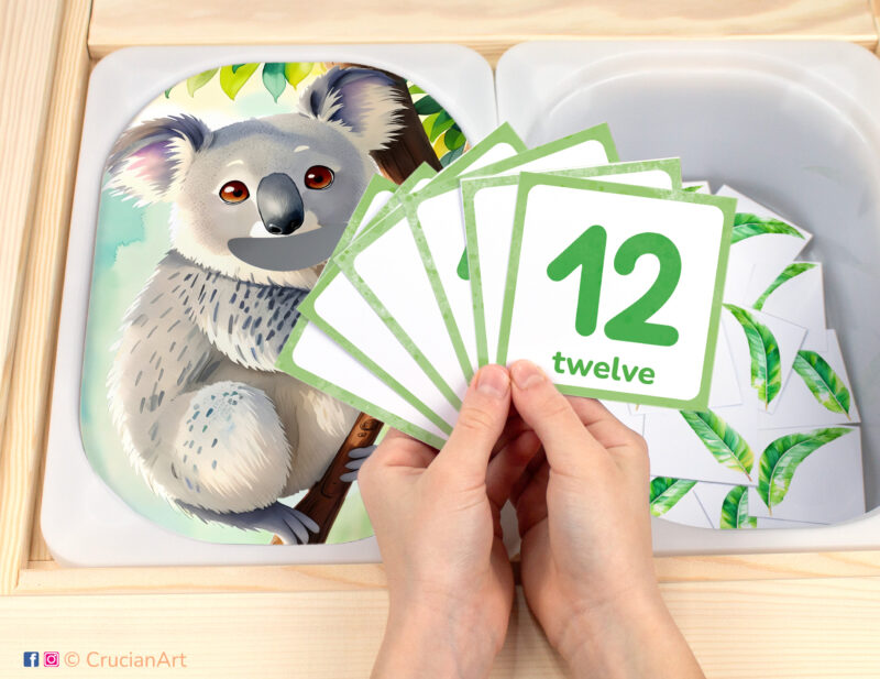 Feed the koala eucalyptus leaves pretend play setup. Sensory table insert and kids hands holding task cards displaying numerals from 1 to 12. Australian animals activity.