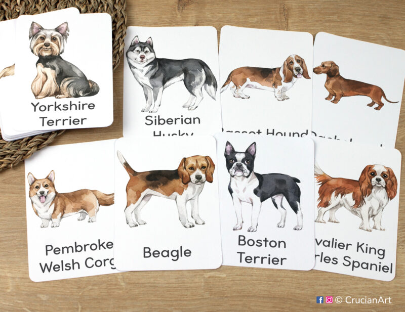 Dog breeds unit flashcards featuring watercolor illustrations of a Beagle, Yorkshire Terrier, Boston Terrier, Cavalier King Charles Spaniel, Pembroke Welsh Corgi, Basset Hound, Siberian Husky, Dachshund laid out for studying in preschool classroom
