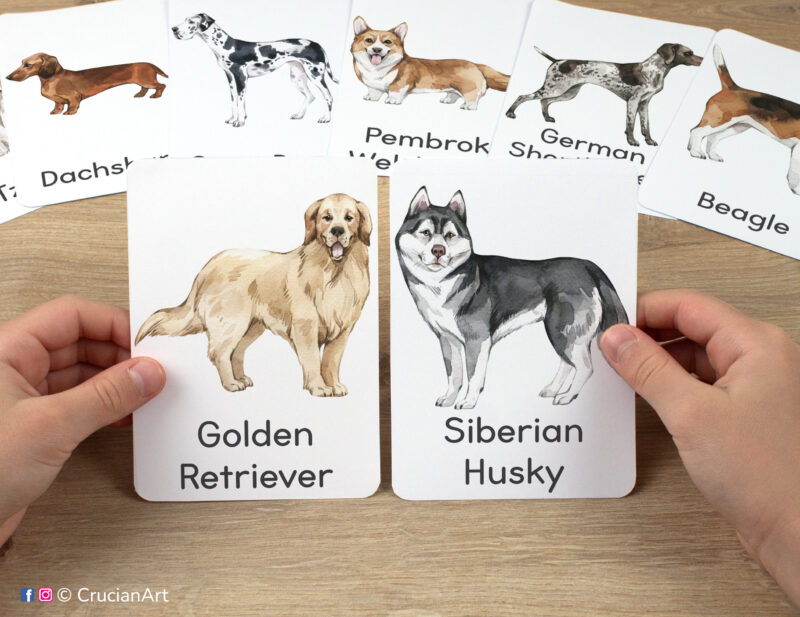 Preschooler hands holding dog breeds themed flashcards with watercolor images of a Golden Retriever and a Siberian Husky. Printable preschool materials for pre-reading activity.