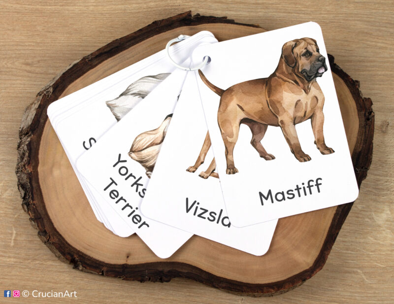 Set of dog breeds flashcards kept together on a ring for on-the-go learning
