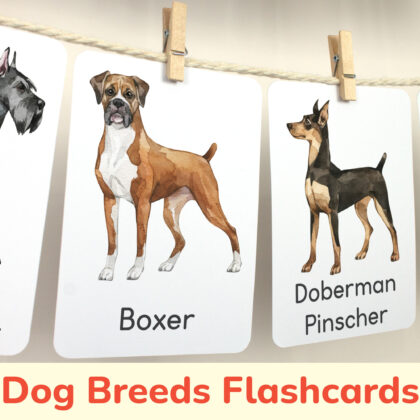 Boxer dog, Doberman Pinscher, Shetland Sheepdog, Giant Schnauzer flashcards hanging on twine with small wooden clothespins. Homeschool classroom printable wall art material.