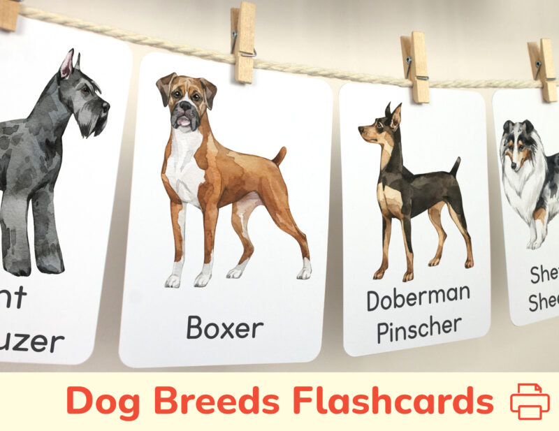 Boxer dog, Doberman Pinscher, Shetland Sheepdog, Giant Schnauzer flashcards hanging on twine with small wooden clothespins. Homeschool classroom printable wall art material.