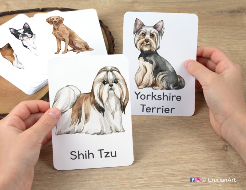 Shih Tzu and Yorkshire Terrier watercolor flashcards in child hands. Dog breeds theme printables for preschool classroom. Early education resources.