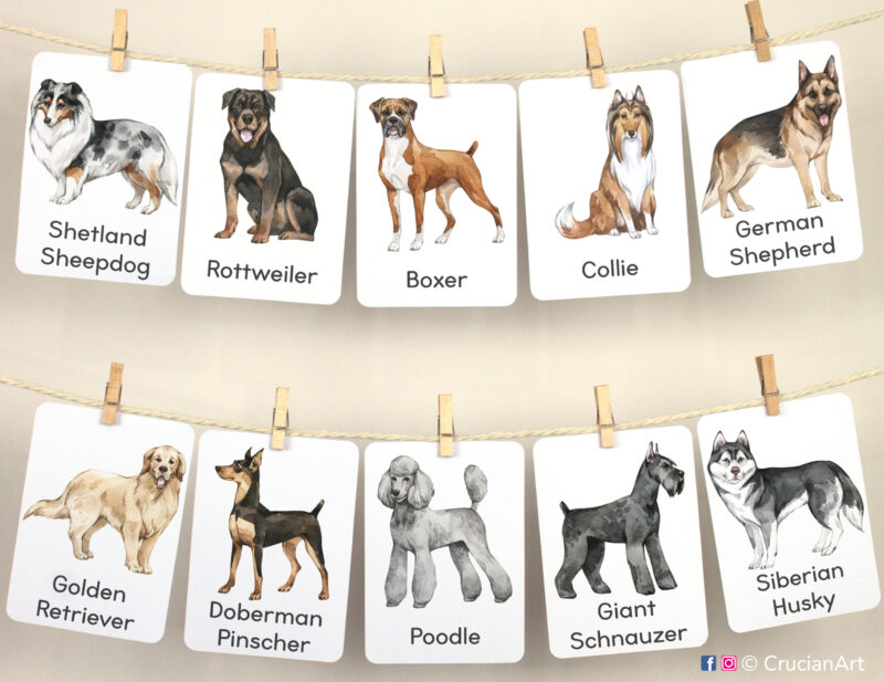 Set of dog breeds theme flashcards used as homeschool class wall decor. Flash cards hanging on twine with small wooden clothespins. Watercolor illustrations of a Golden Retriever, Shetland Sheepdog, Rottweiler, Doberman Pinscher, Boxer, Collie, German Shepherd, Poodle, Siberian Husky, Giant Schnauzer.