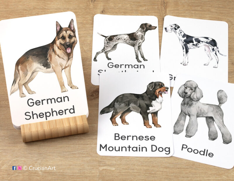 Dog breeds unit flashcards featuring images of a German Shepherd, Bernese Mountain Dog, Poodle, German Shorthaired Pointer, and a Great Dane, ready for learning activity. Printable toddler and preschool educational resources.