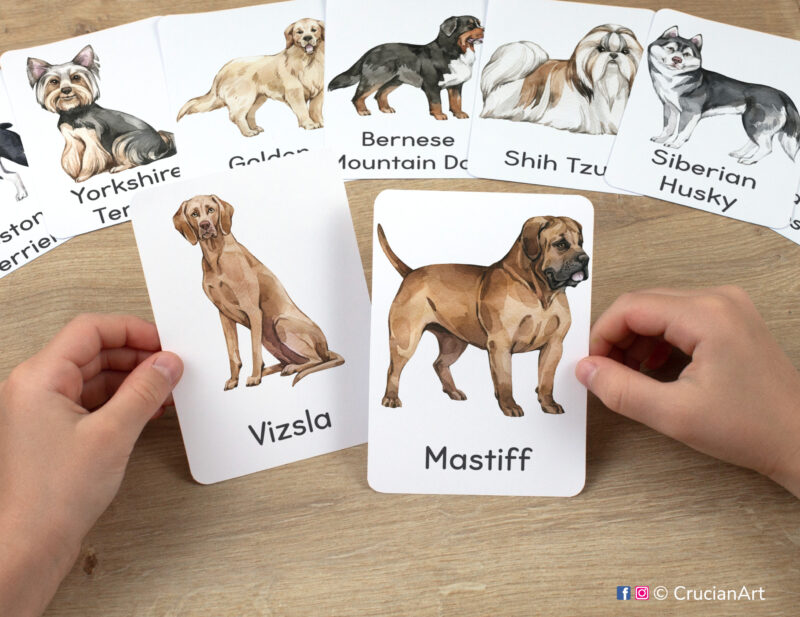 Pets themed watercolor illustrations of Mastiff and Vizsla flashcards in kindergartener hands. Printables for classrooms.