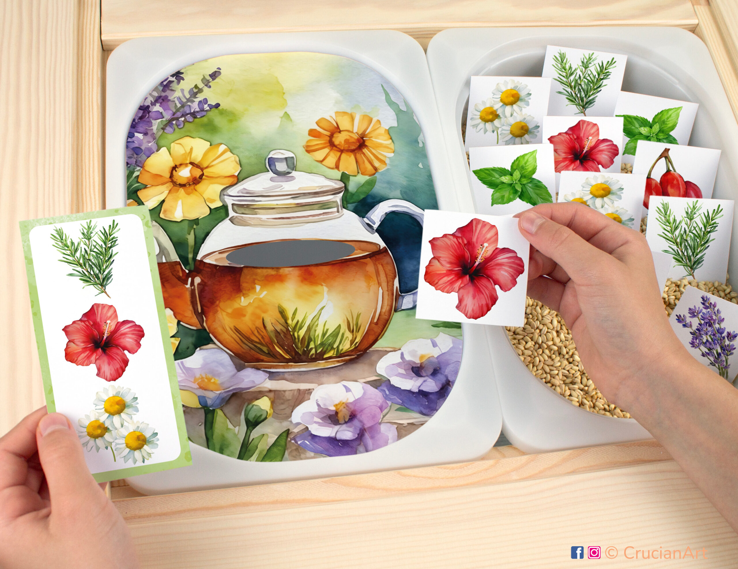 Brewing herbal tea with chamomile, peppermint, lavender, hibiscus, rosemary, and rose hip matching activity for toddlers. Printable template for flisat sensory table for children.
