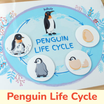 Penguin life cycle printable activity for preschool classrooms, day care, homeschooling. Polar animals unit worksheet.