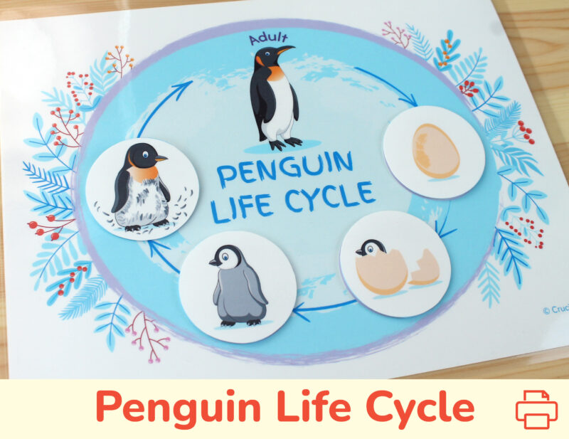 Penguin life cycle printable activity for preschool classrooms, day care, homeschooling. Polar animals unit worksheet.