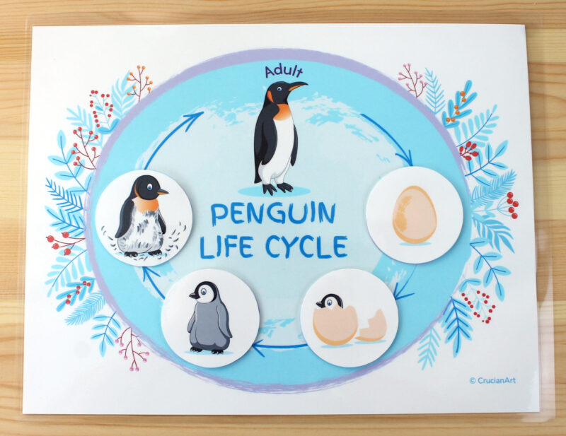 Life cycle of a penguin preschool activity: adult, egg, hatchling, chick, and fledgling. DIY educational resource for kids. Printable homeschool, classroom worksheet.