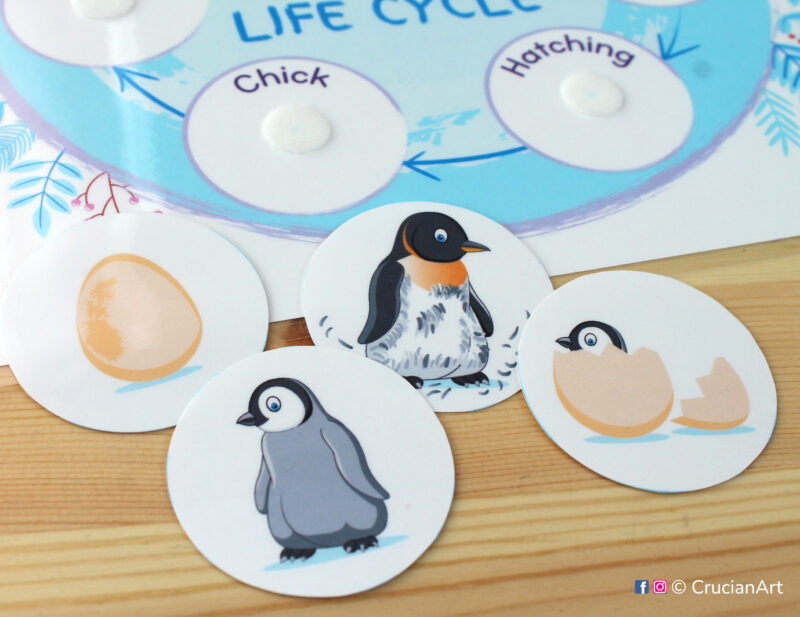 Penguin life cycle printable classroom resource. Printable learning materials for kids. Polar animals unit activity.