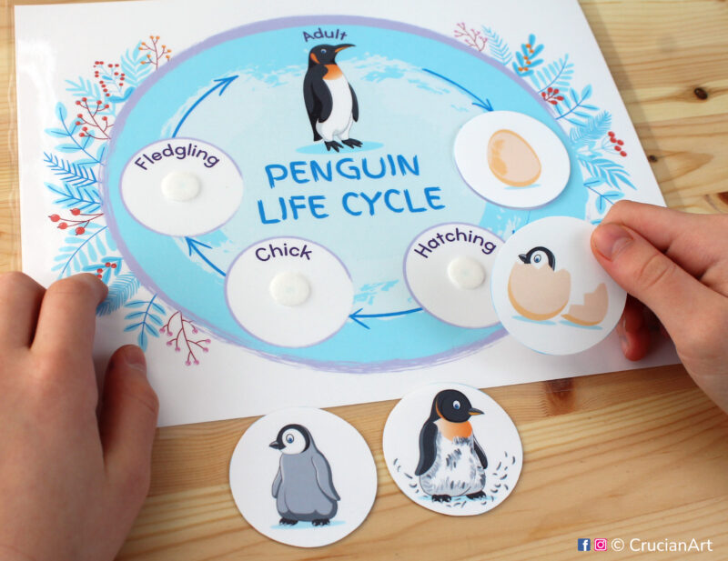 Life cycle of a penguin diy activity for preschool classrooms. Matching activity: adult penguin, egg, hetchling, chick, fledgling.